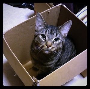 Pictures of the cutest cat/ dog ever